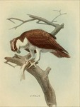 osprey, fish eagle (Pandion haliaetus)