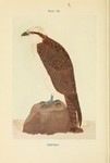 osprey, fish eagle (Pandion haliaetus)