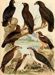 ...otted eagle (Clanga pomarina), booted eagle (Hieraaetus pennatus), osprey (Pandion haliaetus)