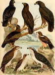 greater spotted eagle (Clanga clanga), lesser spotted eagle (Clanga pomarina), booted eagle (Hie...