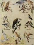 ...hawk (Accipiter gentilis), sharp-shinned hawk (Accipiter striatus), osprey (Pandion haliaetus), 
