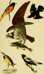 ...lackbird (Agelaius phoeniceus), osprey (Pandion haliaetus), eastern meadowlark (Sturnella magna)...