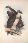 osprey, fish eagle (Pandion haliaetus)