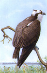 osprey, fish eagle (Pandion haliaetus)