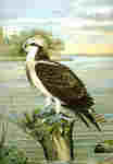 osprey, fish eagle (Pandion haliaetus)