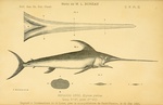 swordfish (Xiphias gladius)