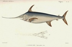 swordfish (Xiphias gladius)