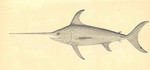 swordfish (Xiphias gladius)