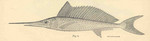 swordfish (Xiphias gladius)