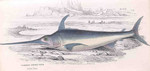 swordfish (Xiphias gladius)