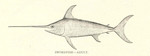 swordfish (Xiphias gladius)