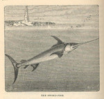 swordfish (Xiphias gladius)