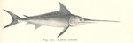 swordfish (Xiphias gladius)