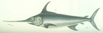 swordfish (Xiphias gladius)