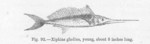 swordfish (Xiphias gladius)