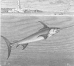 swordfish (Xiphias gladius)