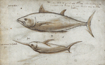 Atlantic bluefin tuna (Thunnus thynnus), swordfish (Xiphias gladius)