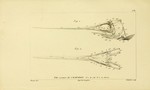 swordfish (Xiphias gladius)