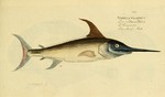 swordfish (Xiphias gladius)