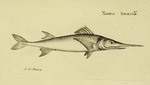 swordfish (Xiphias gladius)