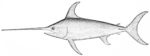 swordfish (Xiphias gladius)