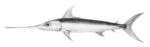 swordfish (Xiphias gladius)