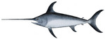 swordfish (Xiphias gladius)