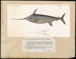 swordfish (Xiphias gladius)