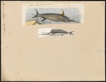 swordfish (Xiphias gladius)