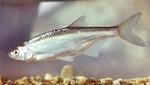 common bleak (Alburnus alburnus)