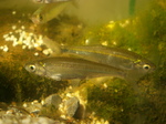 common bleak (Alburnus alburnus) female