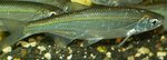 common bleak (Alburnus alburnus)
