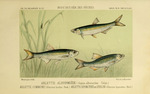 common bleak (Alburnus alburnus), schneider (Alburnoides bipunctatus)