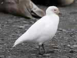 snowy sheathbill (Chionis albus)