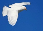 snowy sheathbill (Chionis albus)