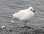 snowy sheathbill (Chionis albus)