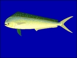 mahi-mahi, common dolphinfish (Coryphaena hippurus)