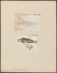 mahi-mahi, common dolphinfish (Coryphaena hippurus)