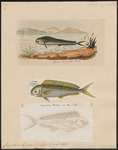 mahi-mahi, common dolphinfish (Coryphaena hippurus)