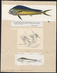 mahi-mahi, common dolphinfish (Coryphaena hippurus)