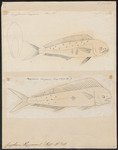 mahi-mahi, common dolphinfish (Coryphaena hippurus)