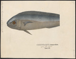 mahi-mahi, common dolphinfish (Coryphaena hippurus)