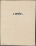 mahi-mahi, common dolphinfish (Coryphaena hippurus)