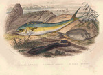 ...common dolphinfish (Coryphaena hippurus), live sharksucker (Echeneis naucrates), whitemargin uni