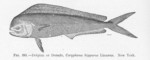 mahi-mahi, common dolphinfish (Coryphaena hippurus)