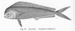 mahi-mahi, common dolphinfish (Coryphaena hippurus)