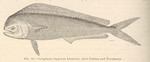 mahi-mahi, common dolphinfish (Coryphaena hippurus)