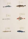 ... (Chelidonichthys spinosus), red barracuda (Sphyraena pinguis), banded grouper (Epinephelus awoa...