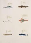 ...common dolphinfish (Coryphaena hippurus), Japanese whiting (Sillago japonica), spiny red gurnard