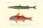 European barracuda (Sphyraena sphyraena), red mullet (Mullus barbatus)